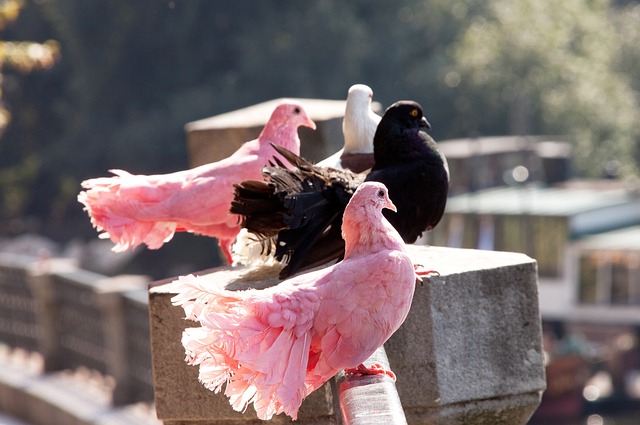 的背景下 的背景下